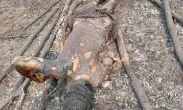 Tragic Fire Claims Lives of Pregnant Woman and Two Children in Yoni Chiefdom