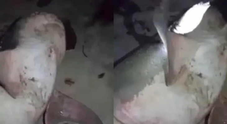 Shark Encounter at Tokeh Beach: A Community's Reaction