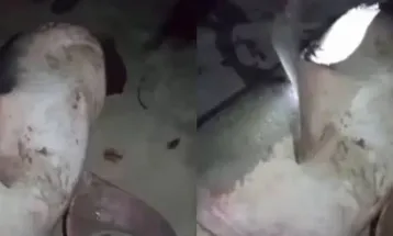 Shark Encounter at Tokeh Beach: A Community's Reaction