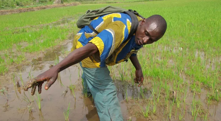 Sierra Leone's Agricultural Sector Receives Boost with Low-Interest Loans