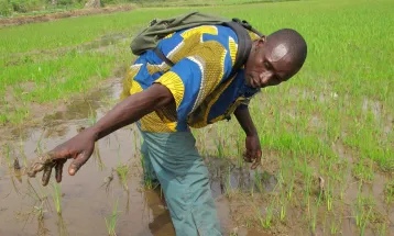 Sierra Leone's Agricultural Sector Receives Boost with Low-Interest Loans