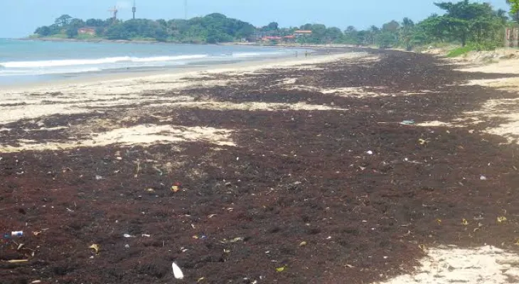 Seaweed Returns to Sierra Leone’s Coastal Beaches