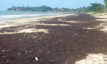 Seaweed Returns to Sierra Leone’s Coastal Beaches