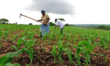 New Loan Scheme Launched to Boost Agriculture in Bum Chiefdom, Bonthe District