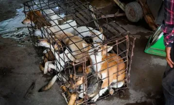 New Campaign Targets Animal Cruelty and Dog, Cat Consumption in Kailahun