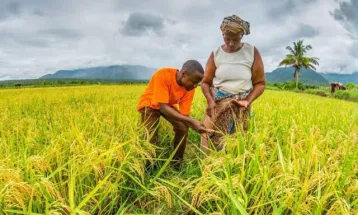 Agriculture Minister Highlights Progress in Sierra Leone’s Rice Production