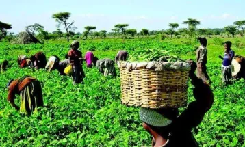New Agri-Tech Centre of Excellence Opens in Masiaka to Empower Young Farmers