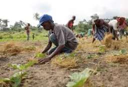 Man Questioned After Posing as Statistics Field Worker in Freetown